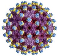 hepatitis B virus hepatitis B virus