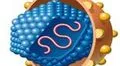 Hepatitis C Virus