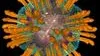 Hepatitis C Virus R