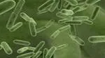 Probiotici