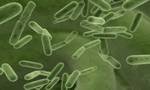 probiotici